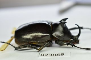 B23089 – Eupatorus Endoi Ps.  Beetles,  Insects Dak Nong Vietnam 48mm???