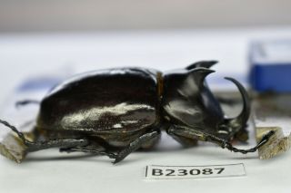 B23087 – Eupatorus Endoi Ps.  Beetles,  Insects Dak Nong Vietnam 48mm