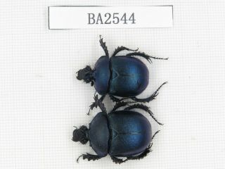Beetle.  Geotrupidae Sp.  China,  C Yunnan,  Xinping County.  1p.  Ba2544.
