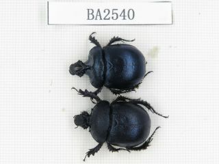 Beetle.  Geotrupidae Sp.  China,  Yunnan,  Lijiang,  Yulong.  1p.  Ba2540.