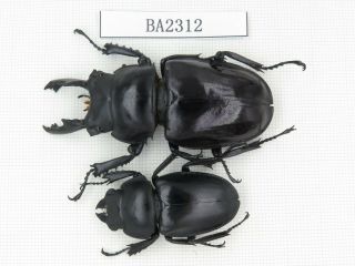 Beetle.  Neolucanus Sp.  China,  Guizhou,  Mt.  Miaoling.  1p.  Ba2312.