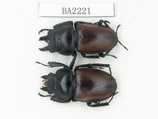 Beetle.  Neolucanus Sp.  China,  Guizhou,  Mt.  Leigongshan.  1p.  Ba2221.