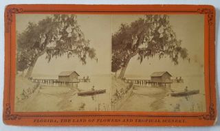 Scenery On The St.  Johns River,  Florida Stereoview Photo