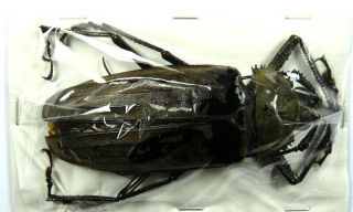 Beetles,  (2202),  Cerambycidae,  Xixuthrus Microcerus Lunicollis,  Male