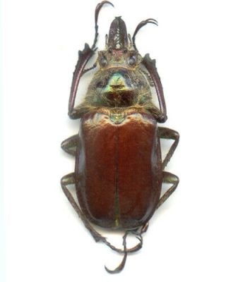 Coleoptera - Lucanidae - Sphaenognathus Metallifer - Equador Scarce