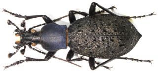 8.  Carabidae - Carabus (coptolabrus) Formosus Ssp.  Wanxianicus… Male