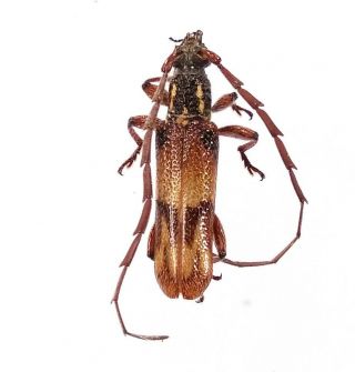 Strongylurus Sp.  - Cerambycidae 15mm From Arfak Mountain,  West Papua,  Indonesia