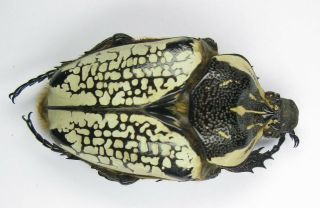 Goliathus Orientalis Female 68mm (cetoniinae)