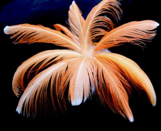 12 Moluccan Cockatoo Crest Feathers.  Below.
