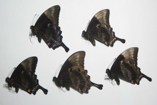 Papilionidae.  5 X Papilio Ulysses Autolycus.  Bintuni.  West Papua (8)