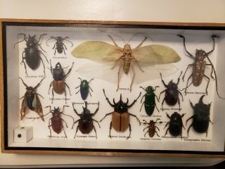 15 Real Bug Mounted Beetle Boxed Insect Display Taxidermy Entomology