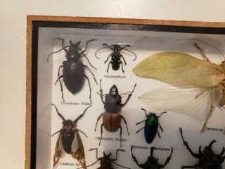 15 Real Bug Mounted Beetle Boxed Insect Display Taxidermy Entomology 2