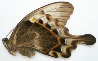 Papilio Peranthus Adamanthus Female From Bantimurung,  Sulawesi