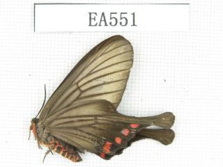 Moths.  Day Flying Moths Sp.  China,  E Tibet,  Mangkang County.  1pcs.  Ea551.