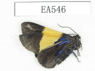 Moths.  Day flying moths sp.  China,  E Tibet,  Mangkang county.  1Pcs.  EA546. 2