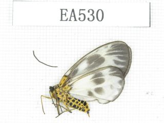 Moths.  Day Flying Moths Sp.  China,  Yunnan,  Dali.  1pcs.  Ea530.