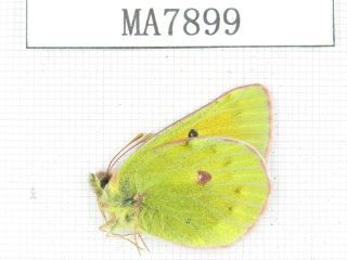 Butterfly.  Colias Sp.  China,  C Gansu,  S Of Jiayuguan.  1m.  Ma7899.