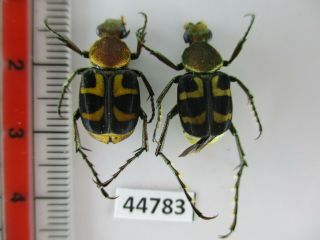 44783 Cetoniidae: Epitrichius Australis.  Vietnam C