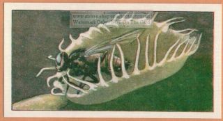 Venus Flytrap Carnivorous Insect Eating Wetlands Plant Vintage Trade Ad Card