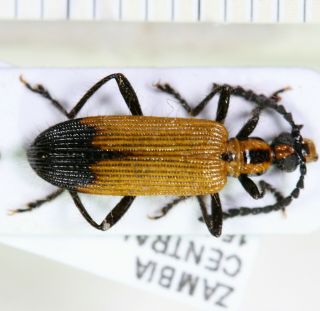 Tenebrionidae,  Zambia