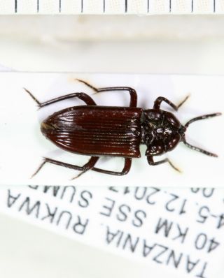 Tenebrionidae,  Tanzania