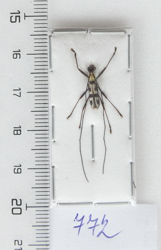 Cerambycidae: Cylindrepomus Nigrofasciatus Ssp.  Fulvithorax A1,  1 Pc