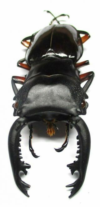 007 Pa : Lucanidae: Odontolabis Imperialis Komorii Male 63.  5mm