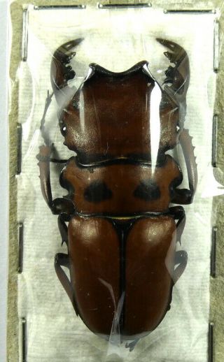 Beetles,  (2149),  Lucanidae,  Homoderus Mellyi