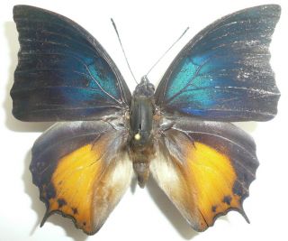 Charaxes Mars Doherti Male From Central Sulawesi