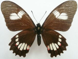 Papilio (mimoides) Xeniades Tabaconas Female From North Peru Border To Ecuador