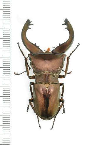 Lucanidae Cyclommatus Speciosus Anepsius? 53mm From Vella Lavella
