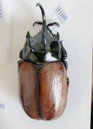 Eupatorus Sukkiti 63mm From Yingjiang Yunnan China No.  9168