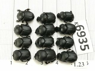 K6935 Unmounted Beetle Carabidae Scarabaeidae Vietnam Central
