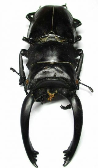 P023 El : Lucanidae: Odontolabis Alces Teledonte Male 91.  5mm A -