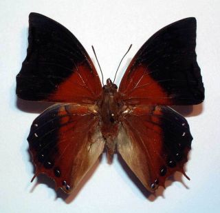 Charaxes Plateni - Unmounted Butterfly