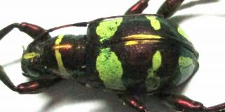 003 Mi : Cerambycidae: Doliops Species? Female 13.  5mm A -
