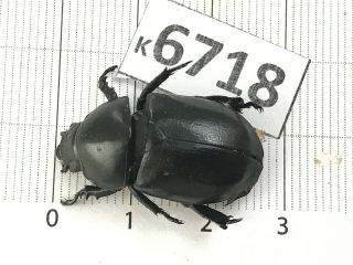 K6718 Unmounted Beetle Rutelinae Vietnam Central