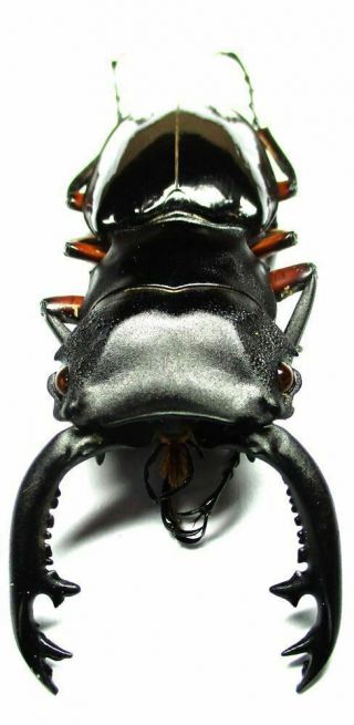 B001 Pa : Lucanidae: Odontolabis Imperialis Komorii Male 60mm
