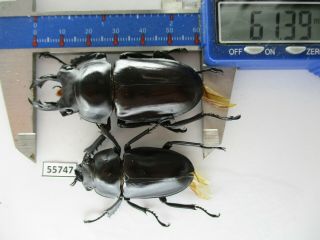 55747 Lucanidae: Neolucanus Sp.  Vietnam Central.  61mm