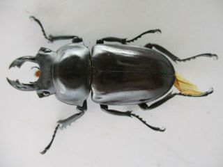55747 Lucanidae: Neolucanus sp.  Vietnam Central.  61mm 2