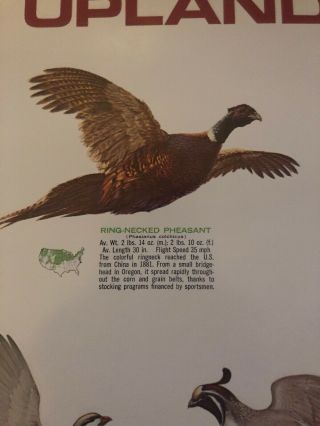 Vintage Remington Poster “ Know Your Upland Game Birds” 2