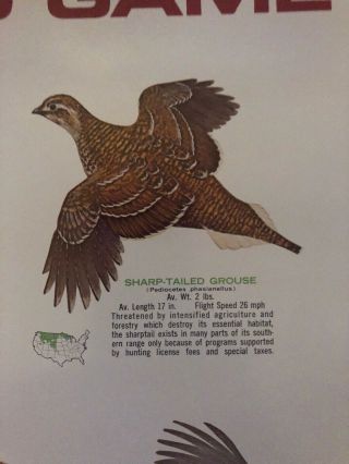 Vintage Remington Poster “ Know Your Upland Game Birds” 3