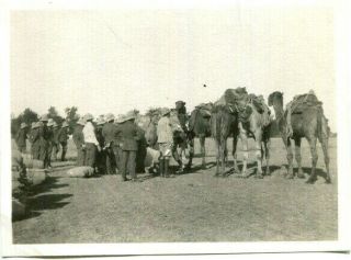 1920s Photograph Group Of Men In Pith Helmets Loading A Camel Train