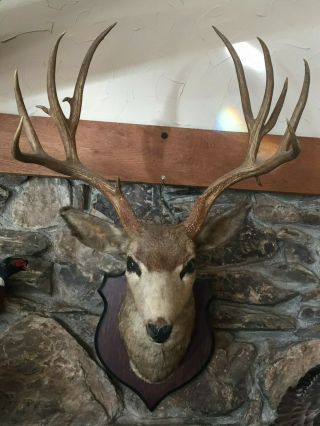 Vintage Taxidermy Stuffed/mounted White Tailed Deer Buck