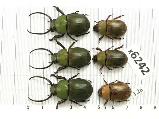 K6242 Unmounted Beetle Rutelinae Vietnam Central