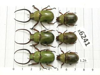 K6241 Unmounted Beetle Rutelinae Vietnam Central