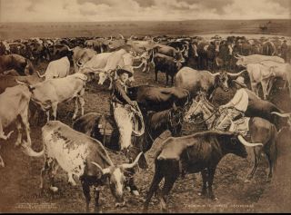 1909 Photograph By George Bancroft Cornish Of " Texas Long Horns "