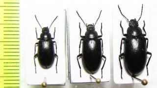 Tenebrionidae,  Euboeus Mimonti,  Pair,  Turkey,  Mugla Prov.