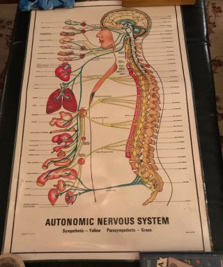 Autonomic Nervous System Chart Poster Laminated Form 811 Parker Chiopractic 1977