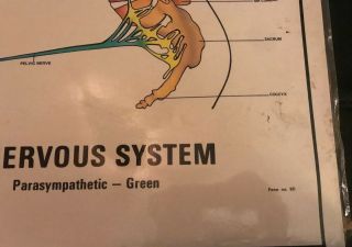 Autonomic Nervous System Chart Poster Laminated Form 811 Parker Chiopractic 1977 2